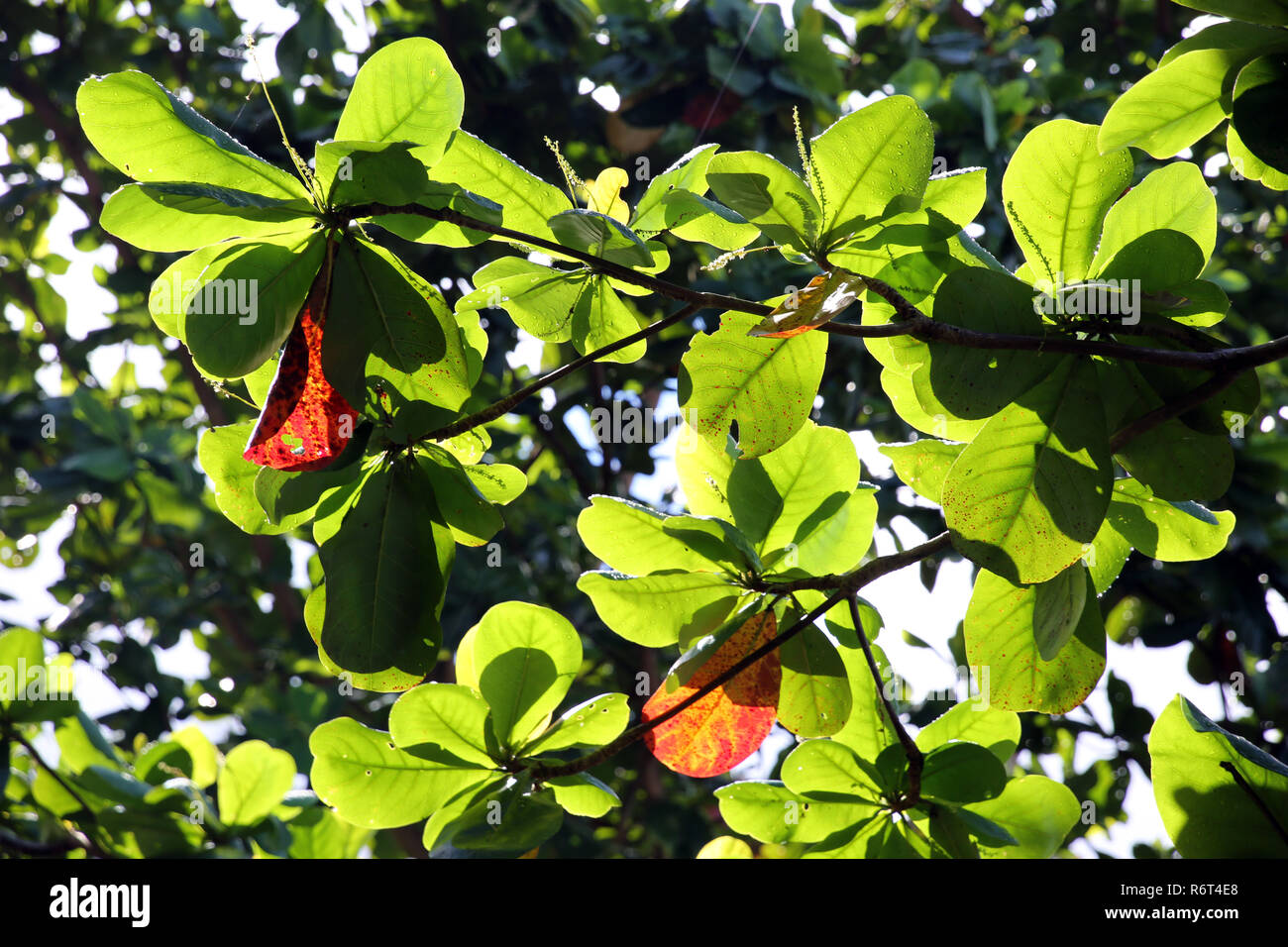 Cat Tree (terminalia catappa), auch Mandel Mandel, indische Mandel oder badam Stockfoto