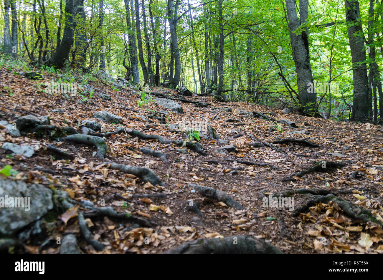Schönen Blick auf den Wald am Nationalpark Galicica, Mazedonien im Herbst. Stockfoto