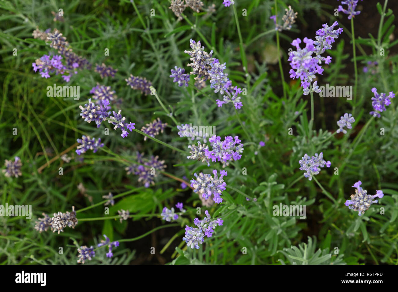Close up lila Lavendel Blumen im grünen Gras Stockfoto