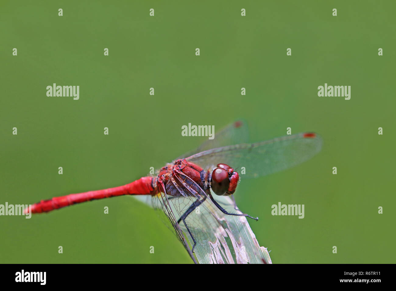 Makro Blut rot darter Sympetrum sanguineum Stockfoto