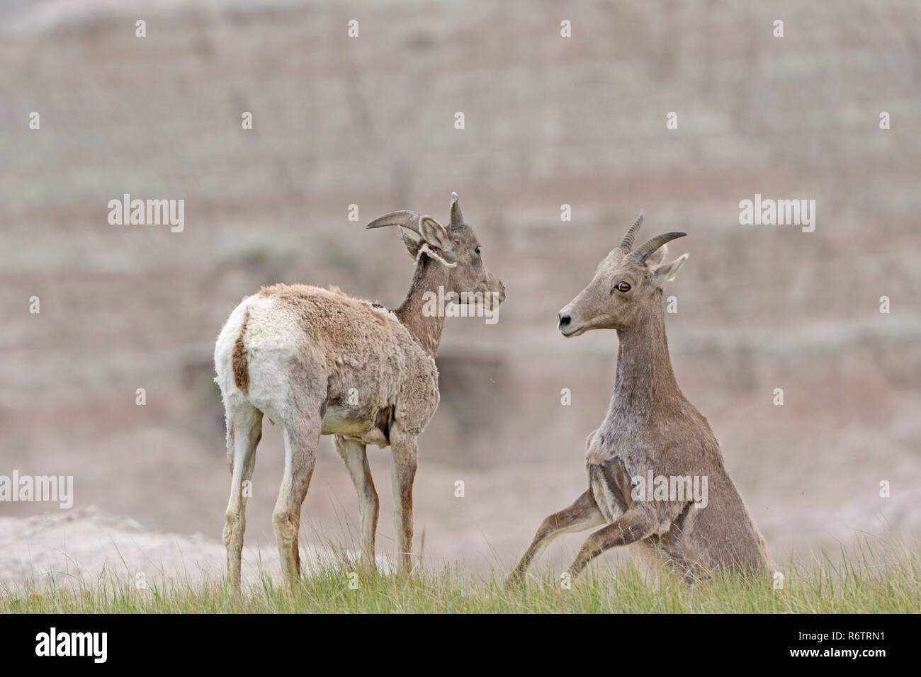 Ein paar Desert Bighorn Schafe Spielen in den Badlands Stockfoto