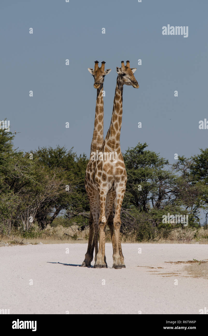 Männliche und weibliche Giraffe vor der Paarung Stockfoto