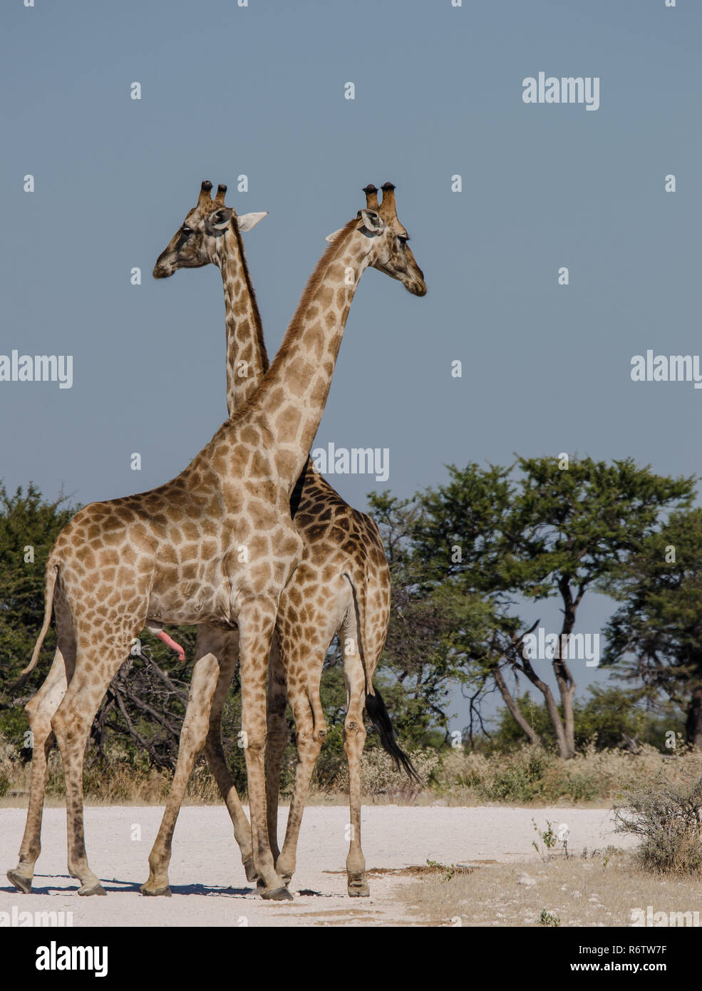 Female giraffe Fotos und Bildmaterial in hoher Auflösung Alamy
