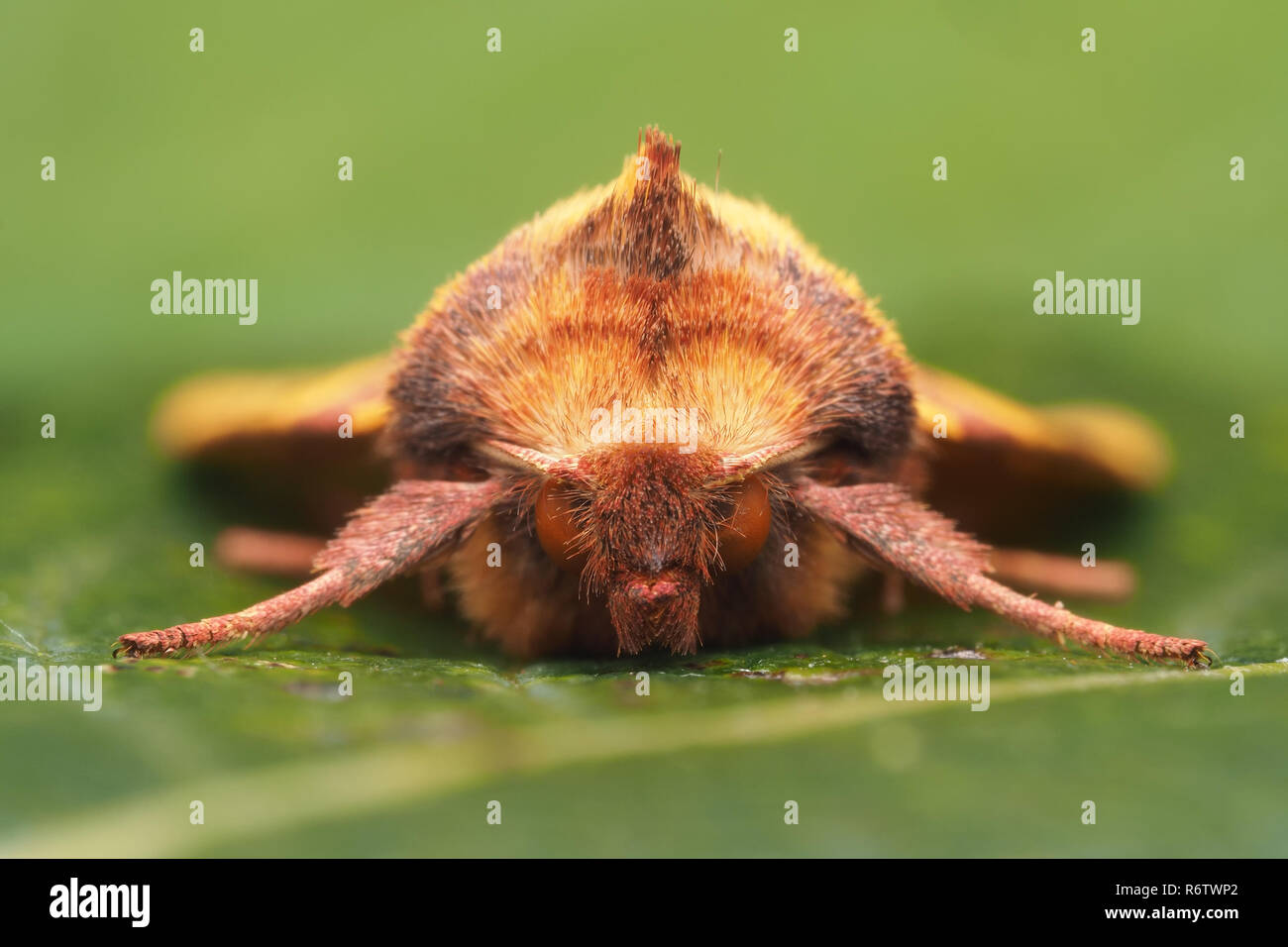 Frontalansicht des Rosa verjähren Gelblich Motte (Xanthia togata) auf Blatt ruht. Tipperary, Irland Stockfoto