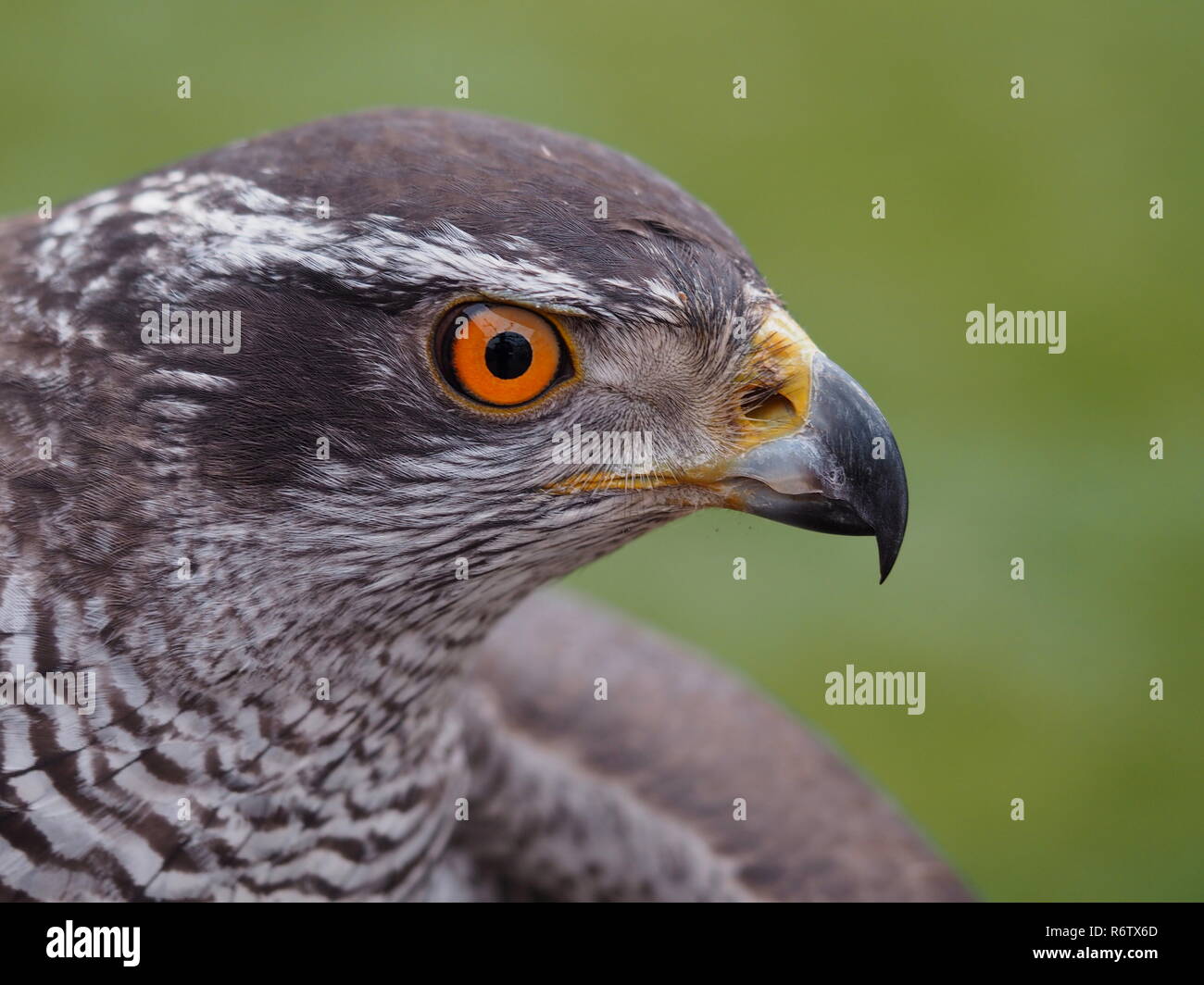 Hawk - Porträt Stockfoto