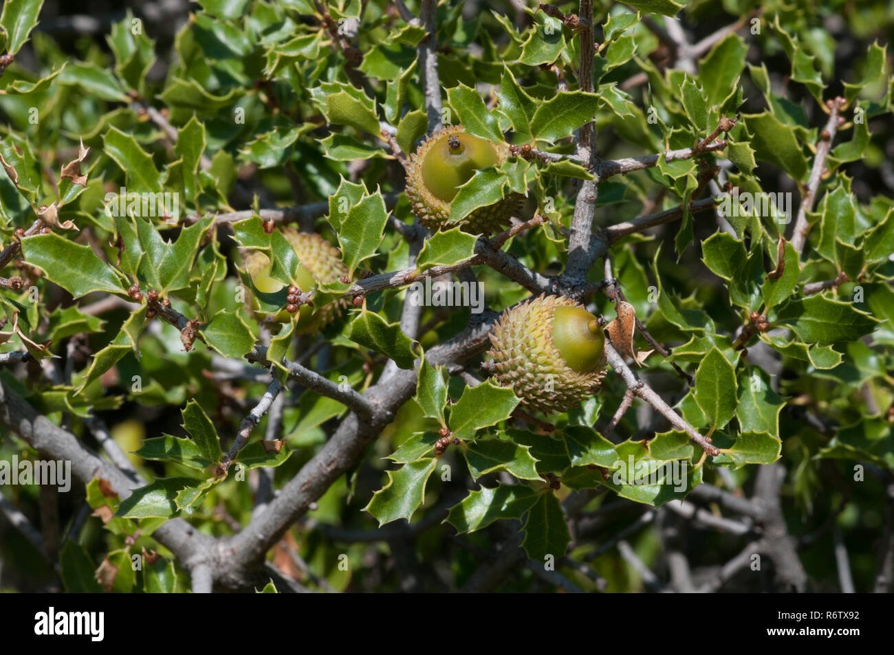 Kermes Oak (Quercus coccifera) in der mediterranen Macchia, Spanien Stockfoto