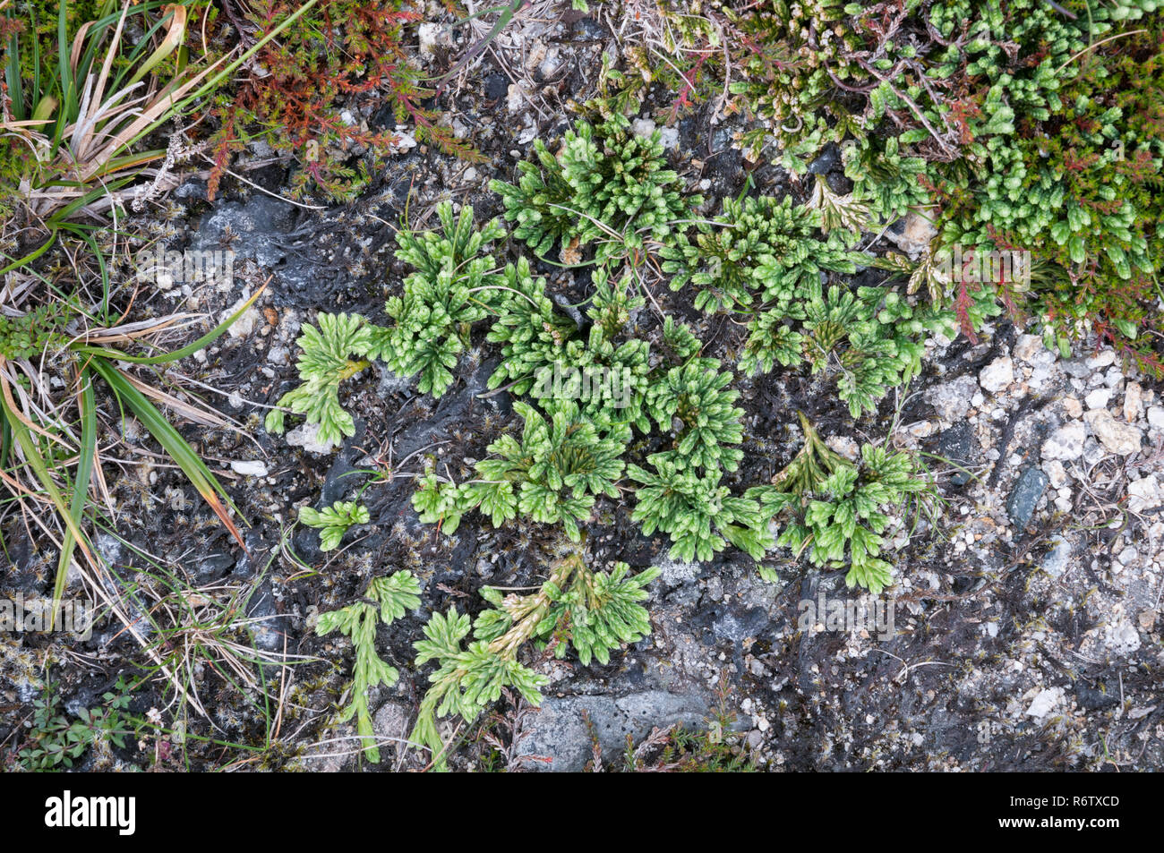 Alpine clubmoss (Diphasiastrum alpinum) in einem Monate Zwerg Heide Gemeinschaft auf der Isle of Arran, Schottland Stockfoto