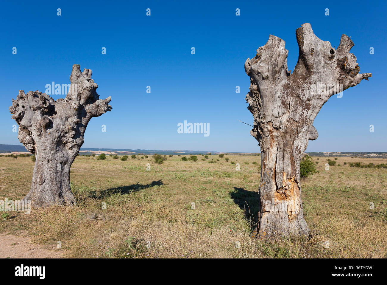 Alte Bäume in Clunia, PeÃ±Alba de Castro, Burgos, Castilla y Leon, Spanien Stockfoto