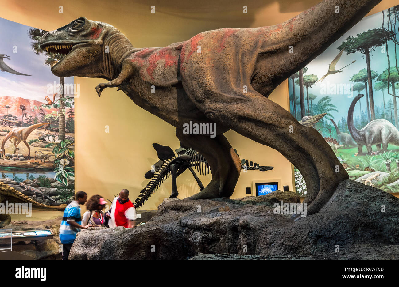 Ein Dinosaurier in der dinosauriergalerie Fernbank Museum of Natural History, 23. Mai 2014, in Atlanta, Georgia angezeigt. Stockfoto