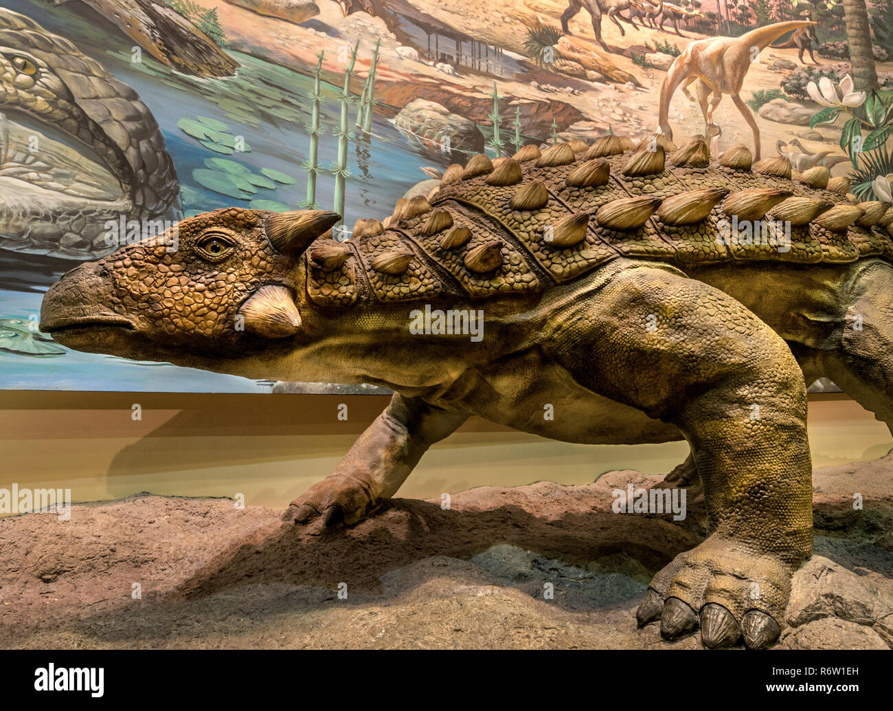 Ein Dinosaurier in der dinosauriergalerie Fernbank Museum of Natural History, 23. Mai 2014, in Atlanta, Georgia angezeigt. Stockfoto