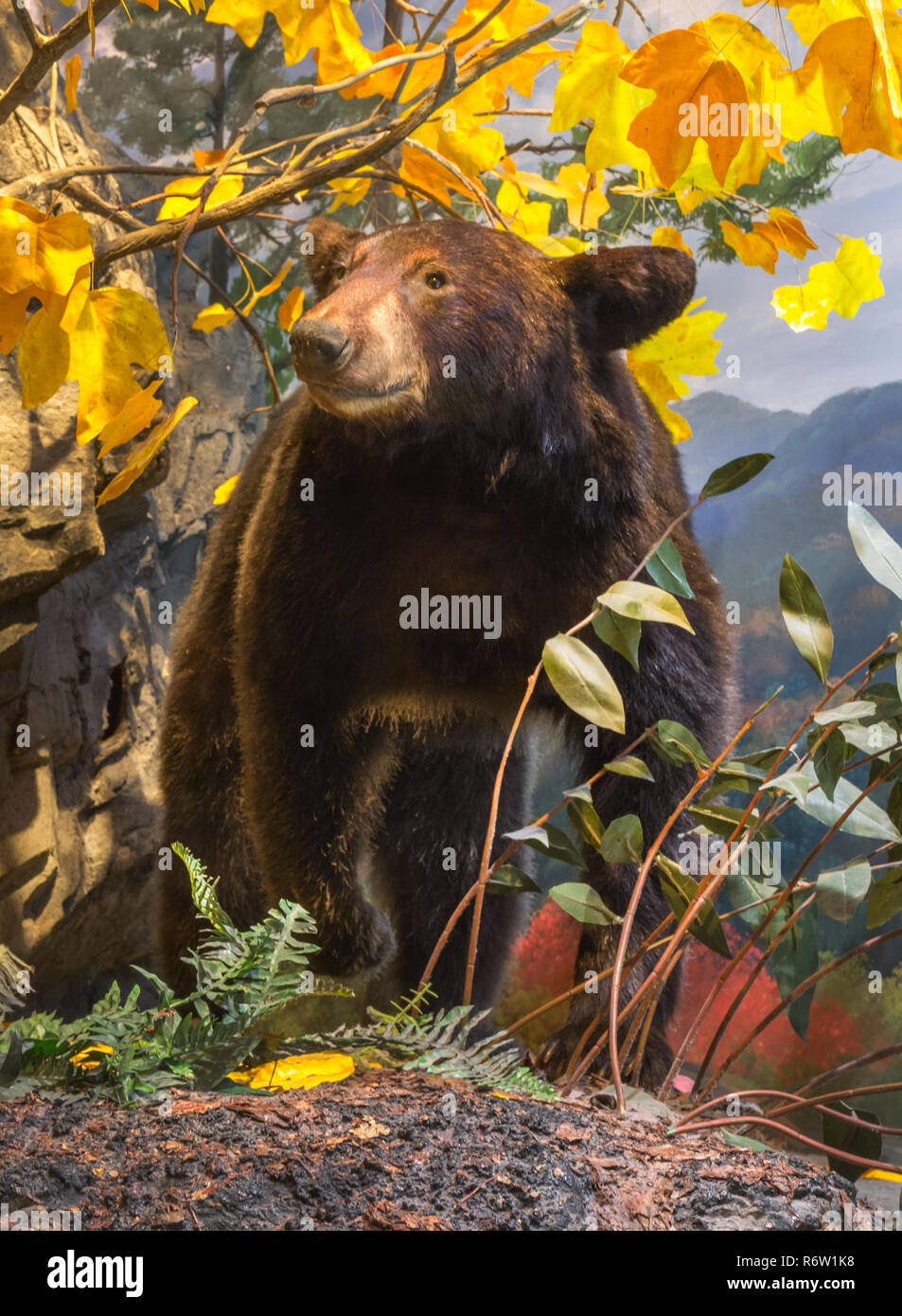 Ein Bär ist in der 'angezeigt, ein durch die Zeit in Georgien" Piemont Ausstellung bei Fernbank Museum of Natural History in Atlanta, Georgia. Stockfoto