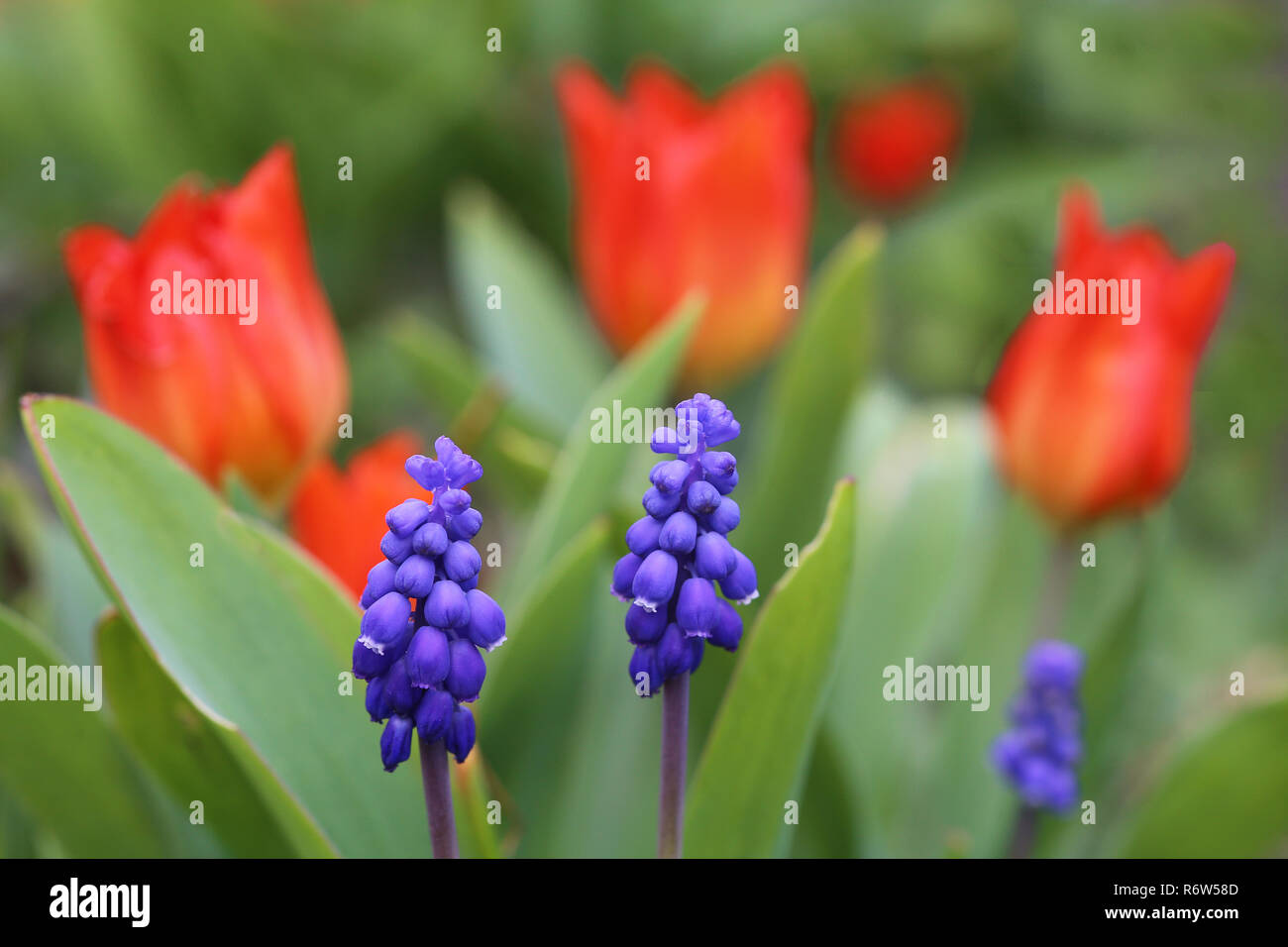 Blaue Traubenhyazinthen vor hellen roten Tulpen Stockfoto