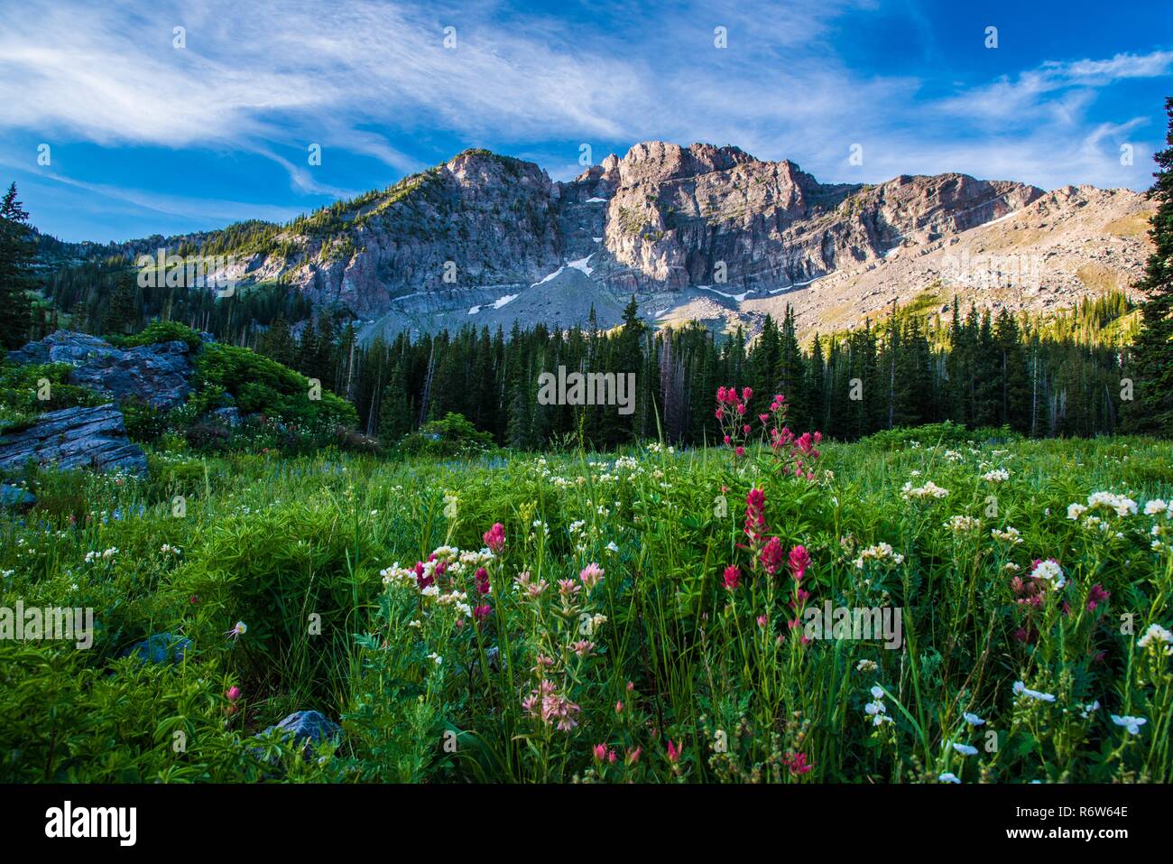Ein Feld von Wildblumen mit der schroffen Gipfeln der Wasatch Range im Hintergrund. Die Peaks, wie die Teufel Schloss bekannt sind robust und steil. Stockfoto