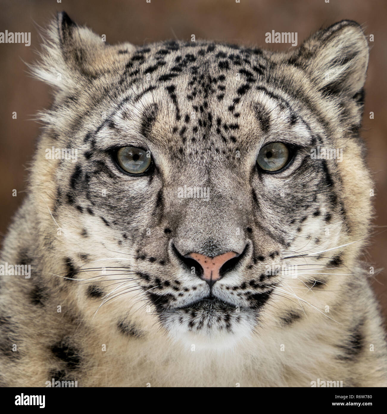 Snow Leopard Closeup Stockfoto