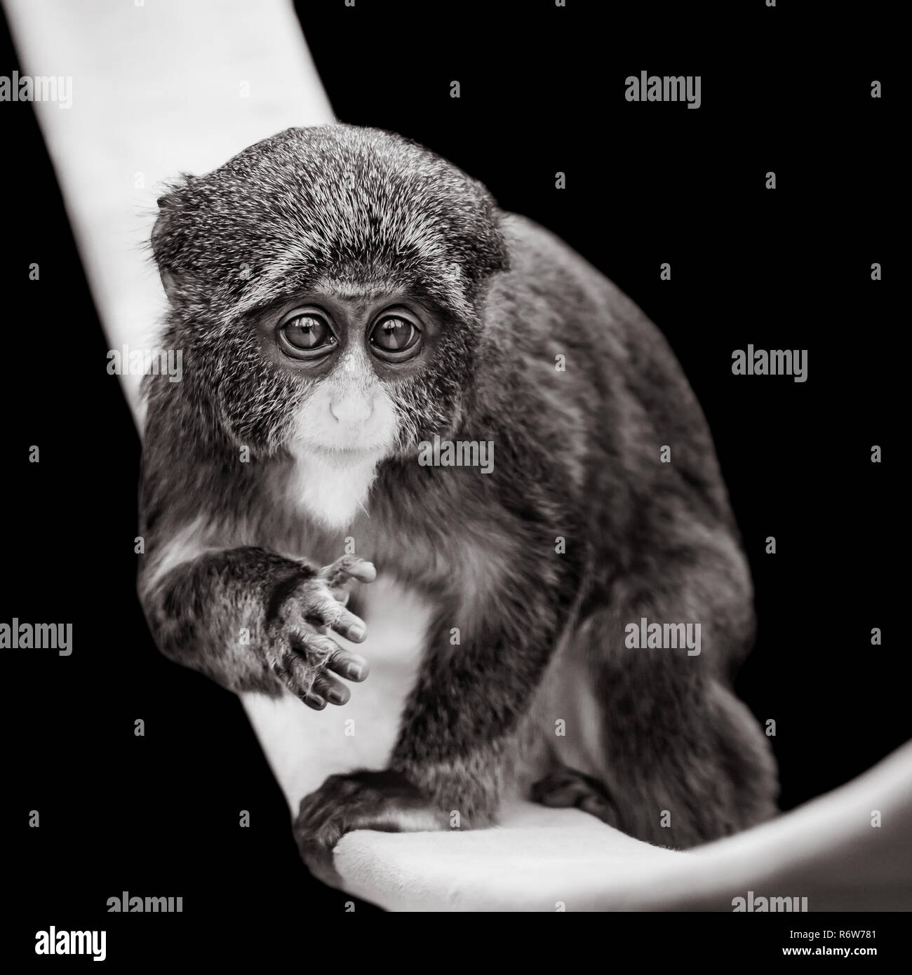 Baby De Brazza Monkey VII Stockfoto