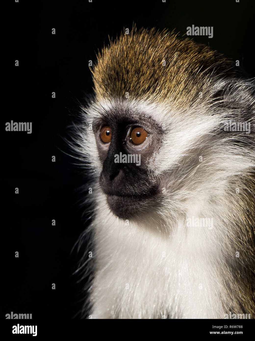 Baby Grivet Monkey Stockfoto