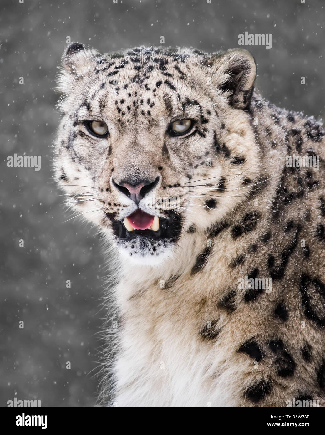 Snow Leopard im Schnee Sturm VI. Stockfoto