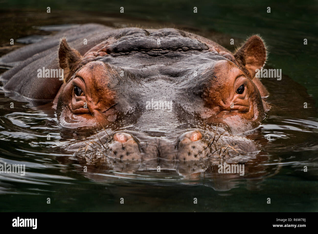 Getauchten Hippo Stockfoto