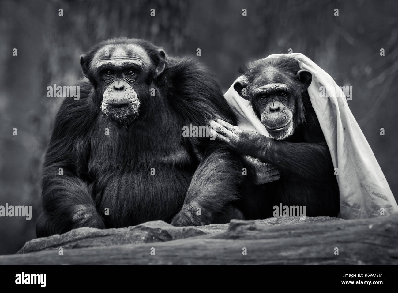 Schimpansen Paar IV Stockfoto