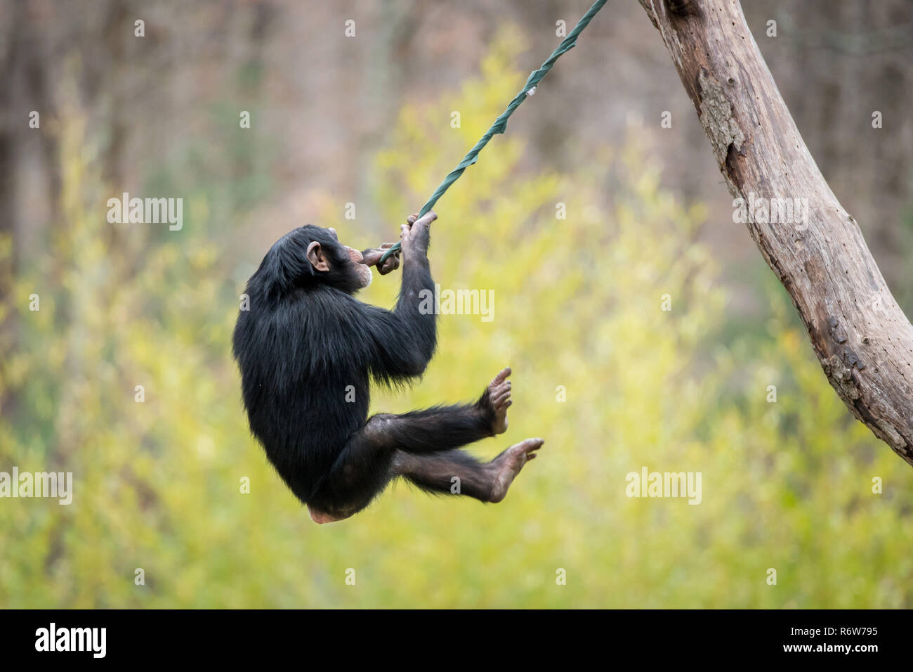 Schwingende Schimpanse V Stockfoto