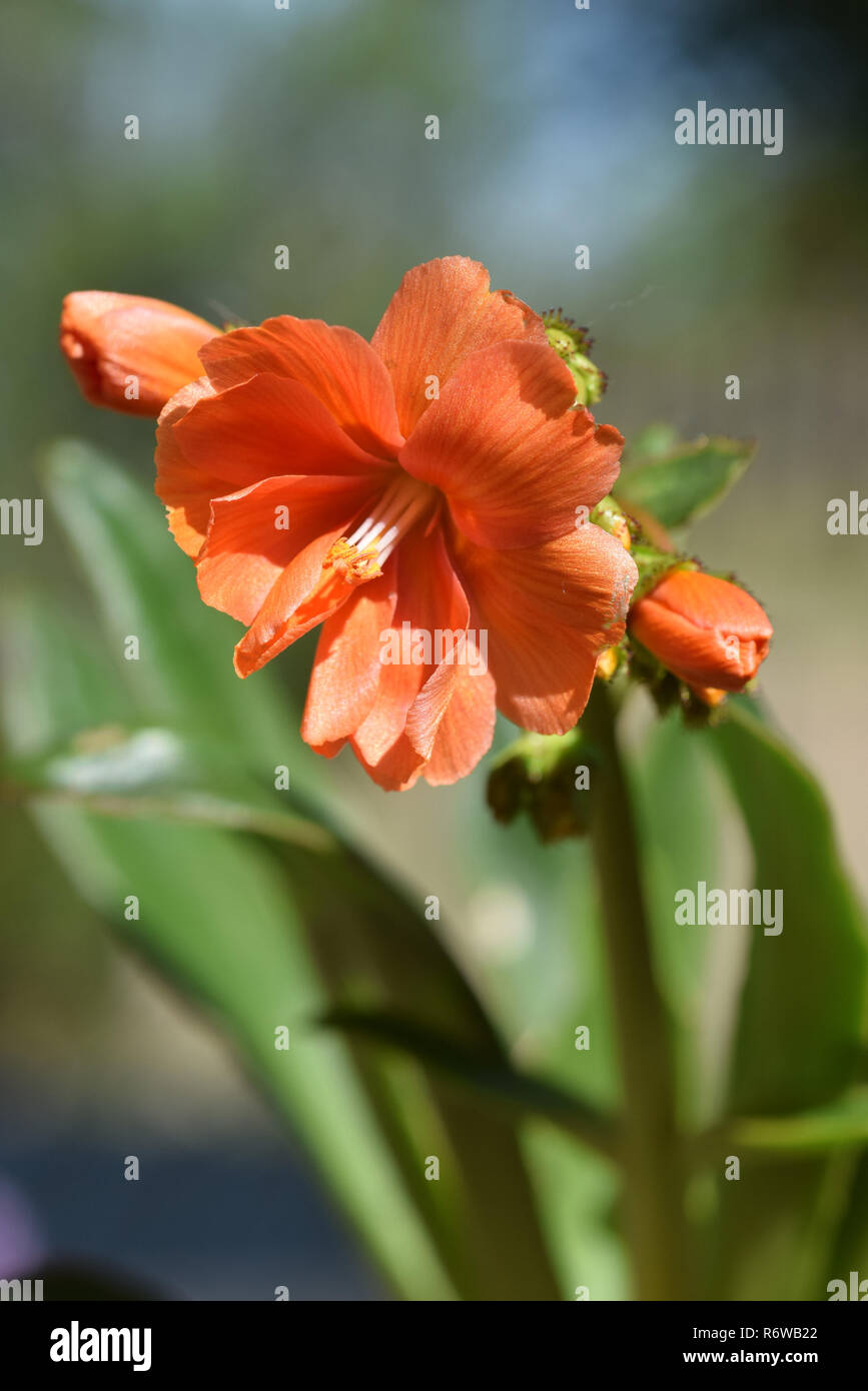 Saftige mit orangen Blüten Stockfoto