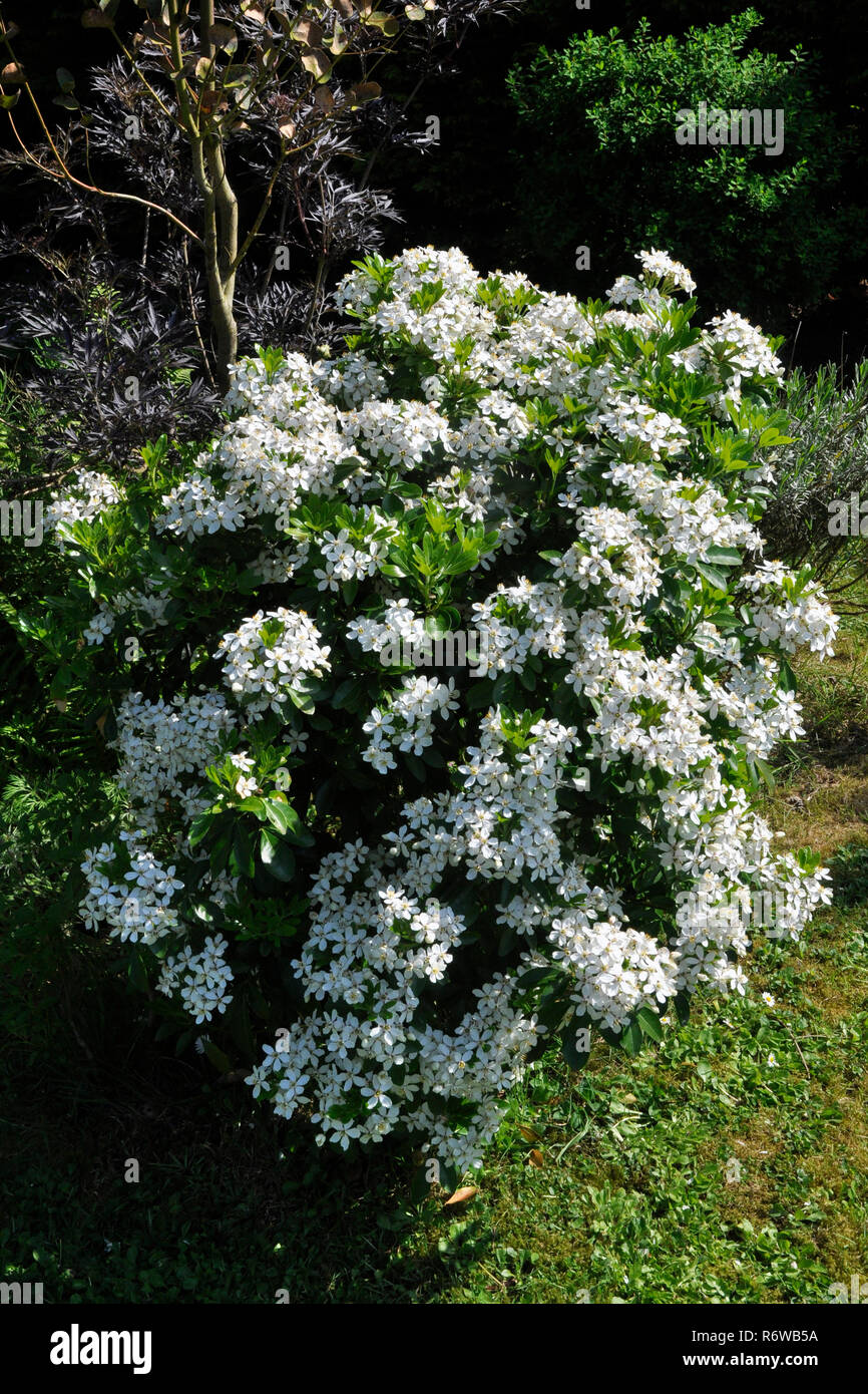 Mexikanische Orangenblüte, Choisya ternata, Rutaceae Stockfoto