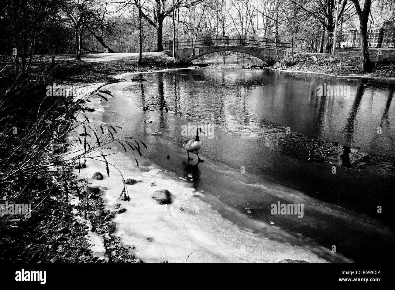 Duck auf einem zugefrorenen Fluss. Stockfoto