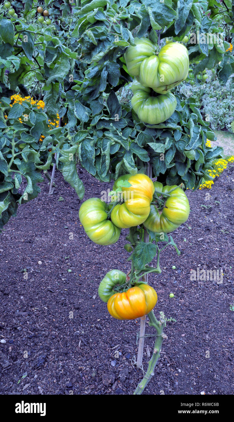 Reifen groß, stückige Tomaten auf der Rebe im Sommergarten. Stockfoto