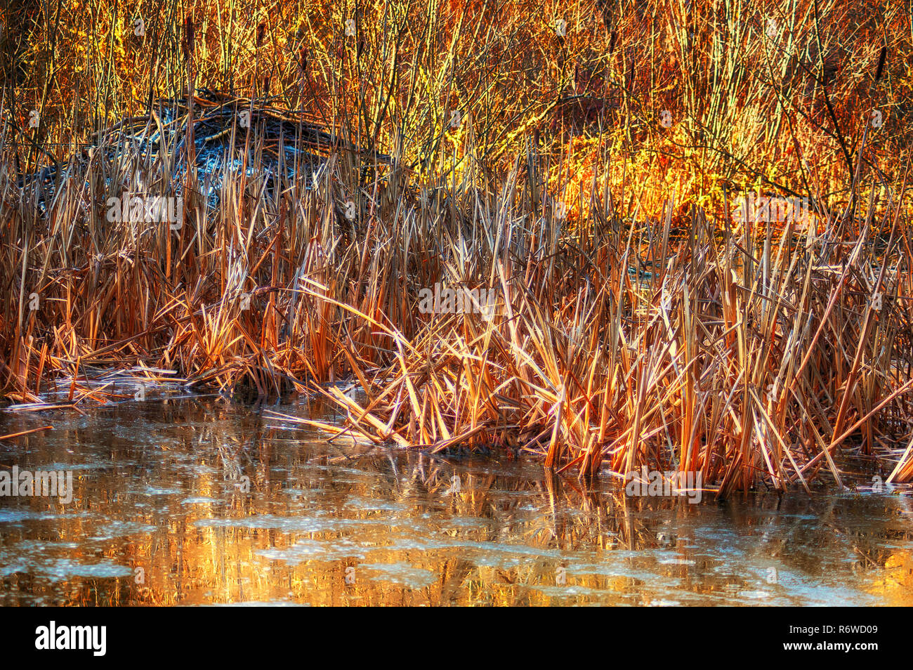 Herbst sonnenbeschienenen Pflanzen am Rande eines Teiches in Mt. Hood National Forest Stockfoto