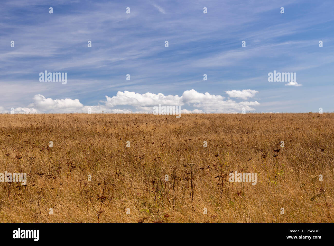 Bereich der trocken Gras an Penrhos Coastal Park, Anglesey, Nordwales Stockfoto