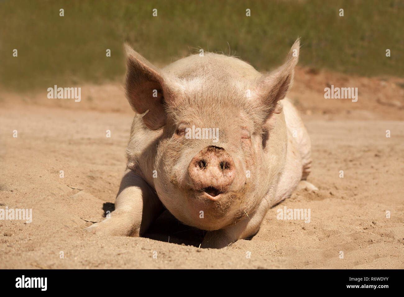 Eine große Mutter Schwein legt auf ihren Bauch nach vorn zeigen. Sie hat ihre Eys mit ihren Mund öffnen. Sie scheint zu lächeln. Sie ist in den Schmutz bedeckt. Stockfoto