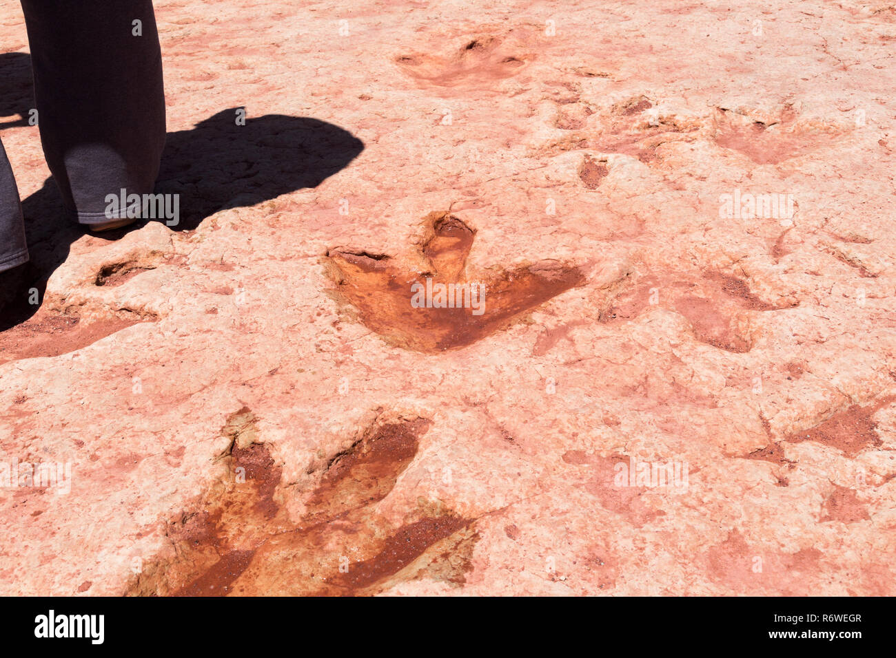 Moenkopi Dinosaurierspuren Diese dinosaurierspuren in der frühen Kreidezeit gebildet wurden, etwa 200 Millionen Jahren und wurden verifiziert von Stockfoto Moenkopi Dinosaurierspuren Diese dinosaurierspuren in der frühen Kreidezeit gebildet wurden, etwa 200 Millionen Jahren und wurden verifiziert von Stockfoto