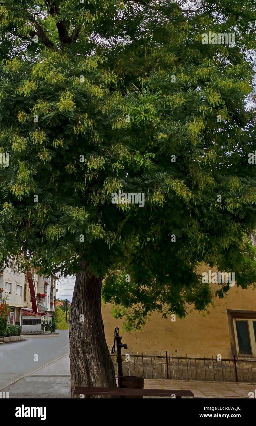 Ansicht der alten Brunnen in der Nähe von alten Baum mit Trog von Barrel im Sommer, Stadt Delchevo, Mazedonien, Europa Stockfoto