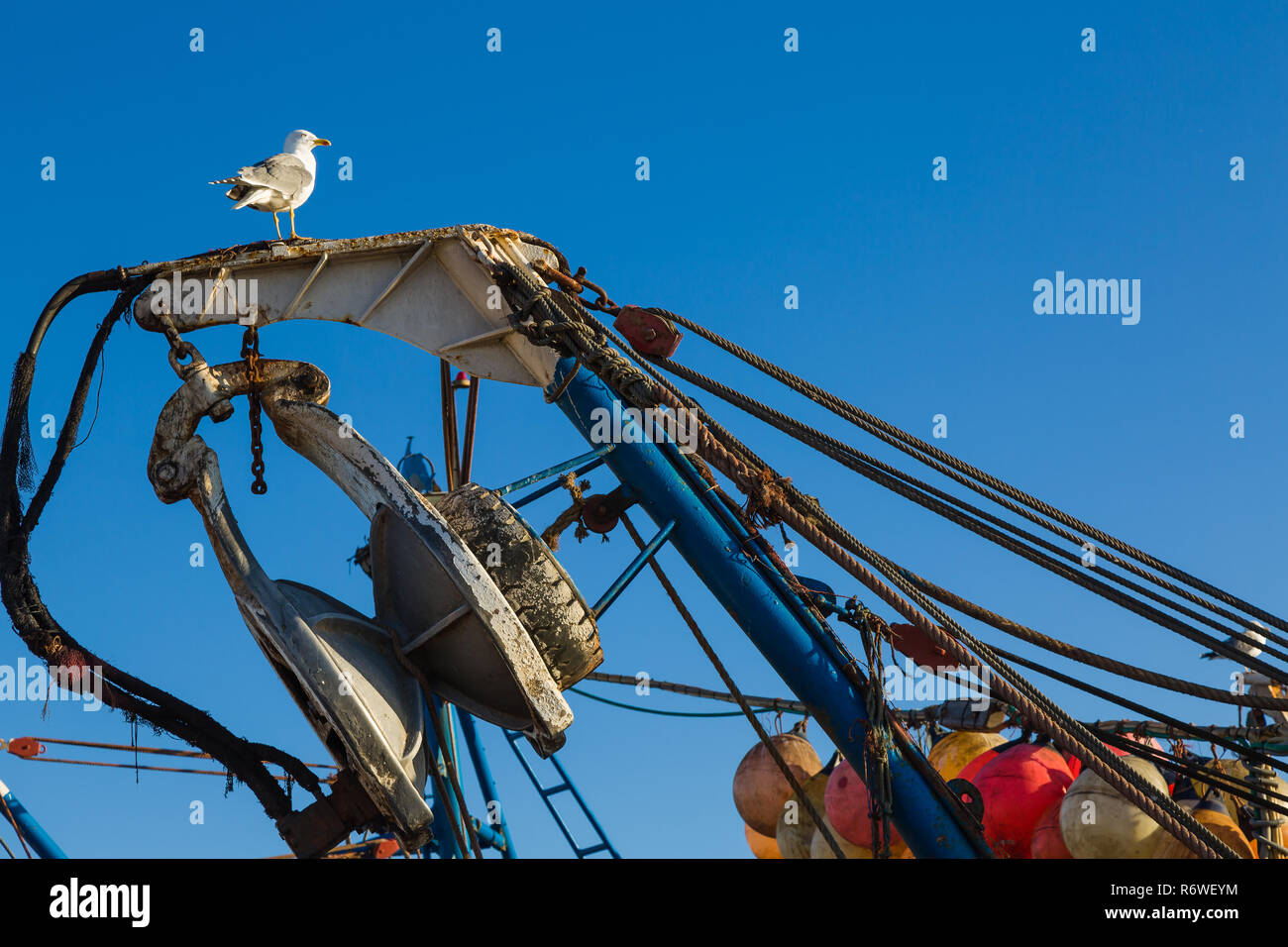 Möwe im alten Hafen von Essaouira, Marokko Stockfoto