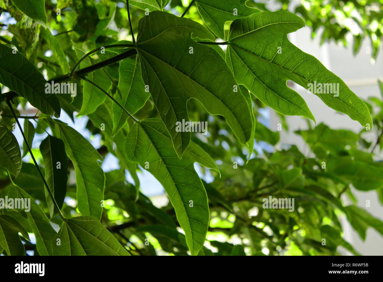 Baum-Blätter Stockfoto