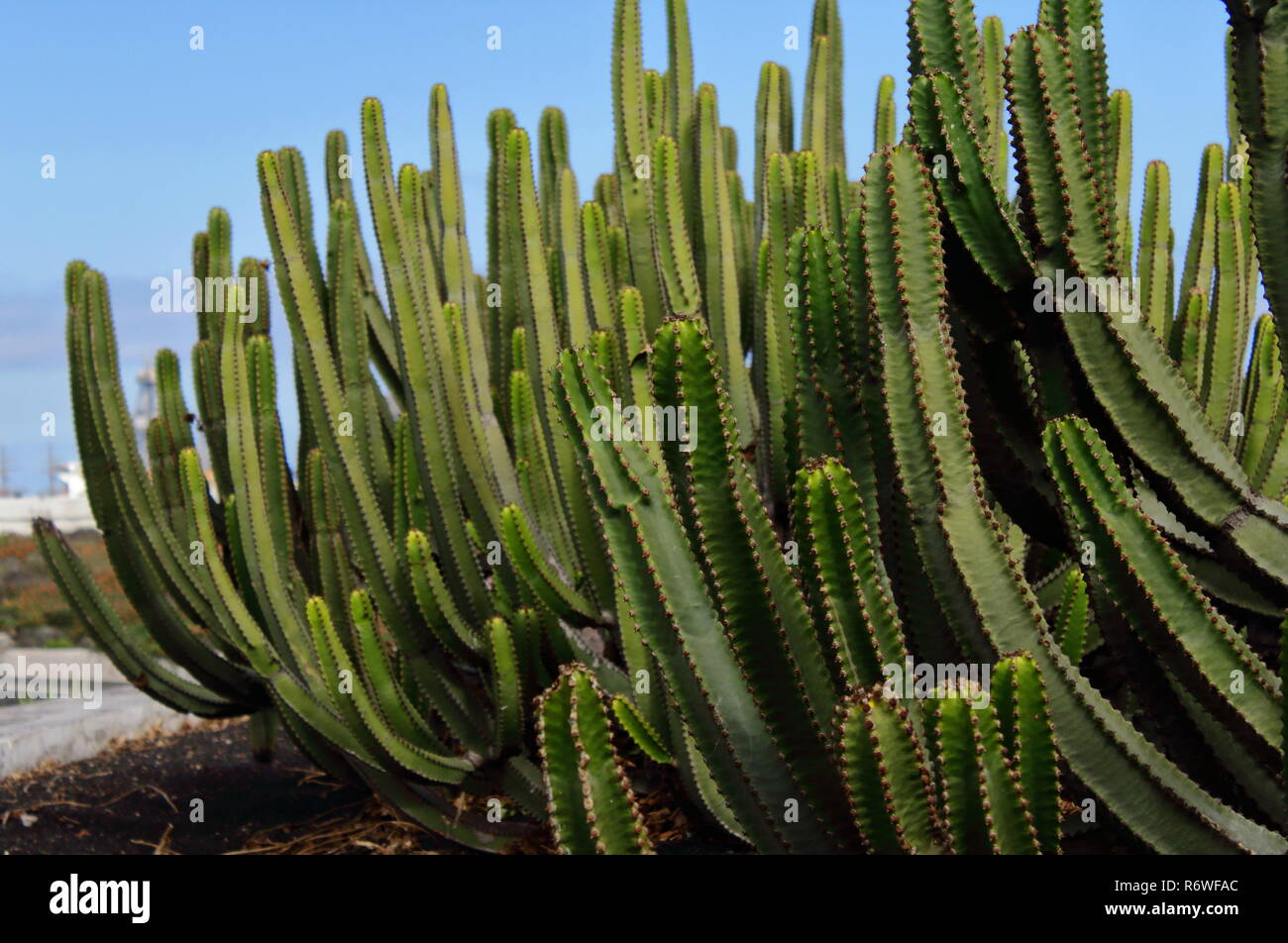 Cactus Garden Stockfoto