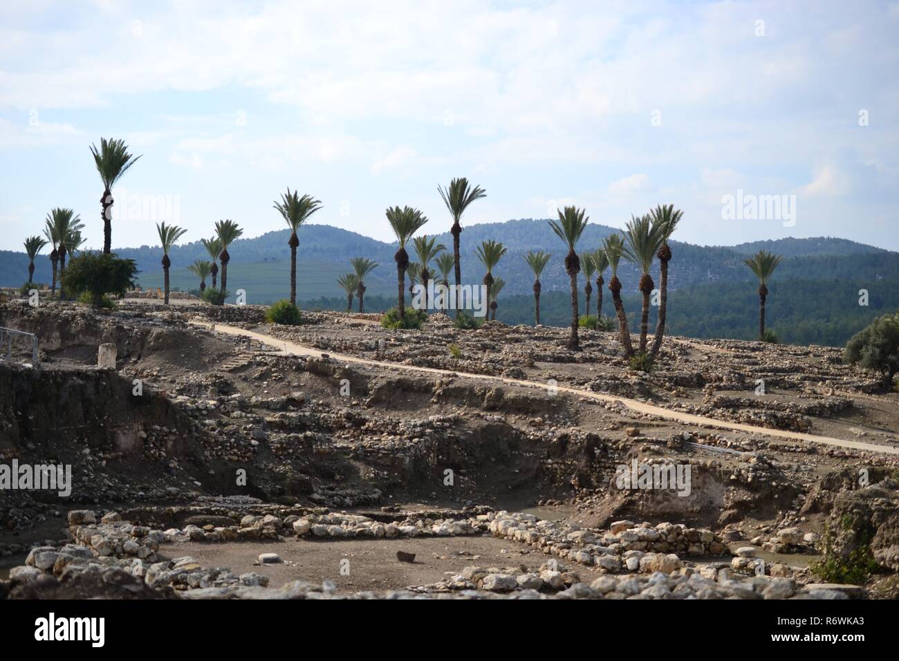 Palmen in antiken Megiddo Armageddon Archäologische Stätte, Jesreel Tal, unteren Galiläa, Israel Stockfoto