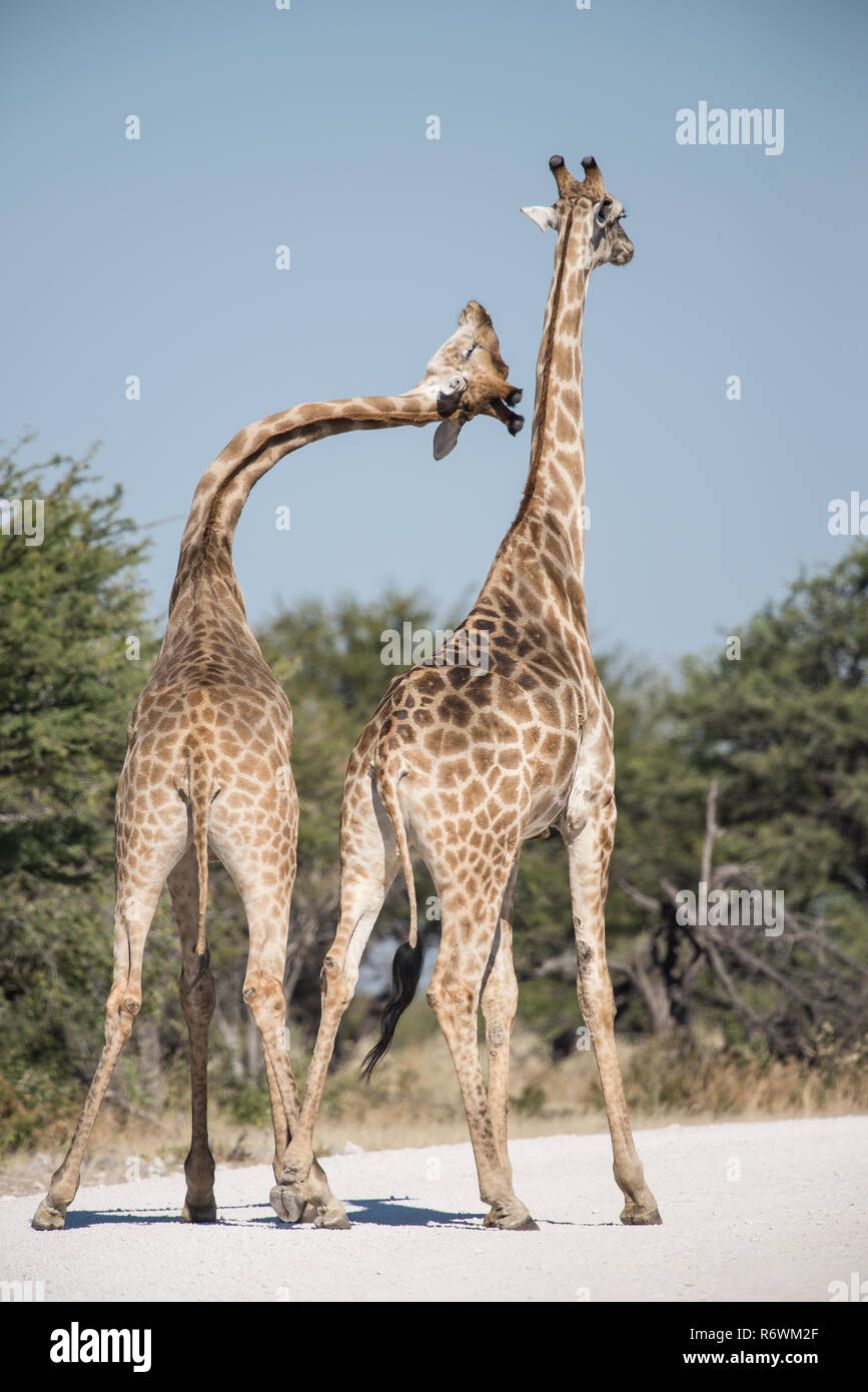 Männliche und weibliche Giraffe vor der Paarung Stockfoto