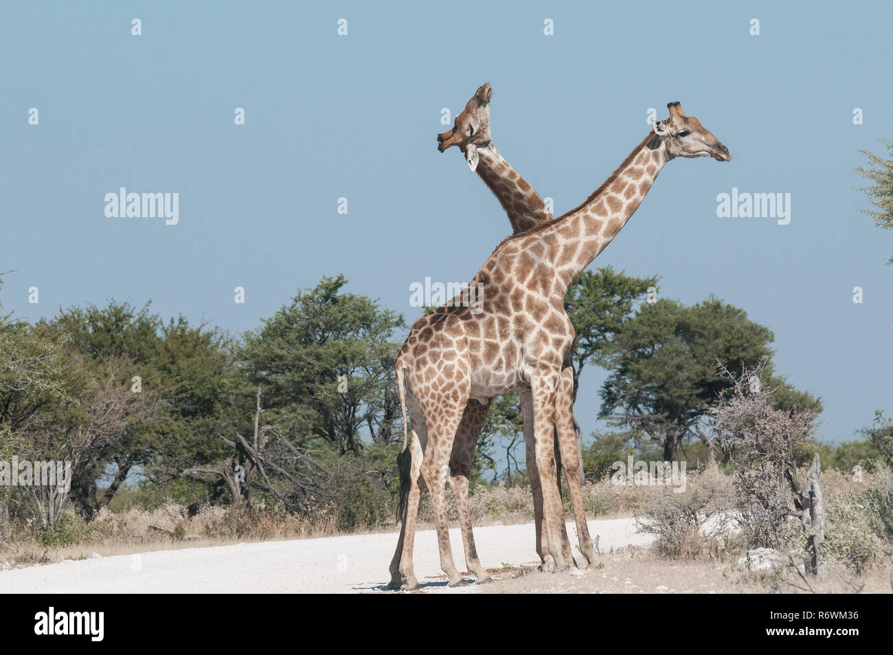 Männliche und weibliche Giraffe vor der Paarung Stockfoto