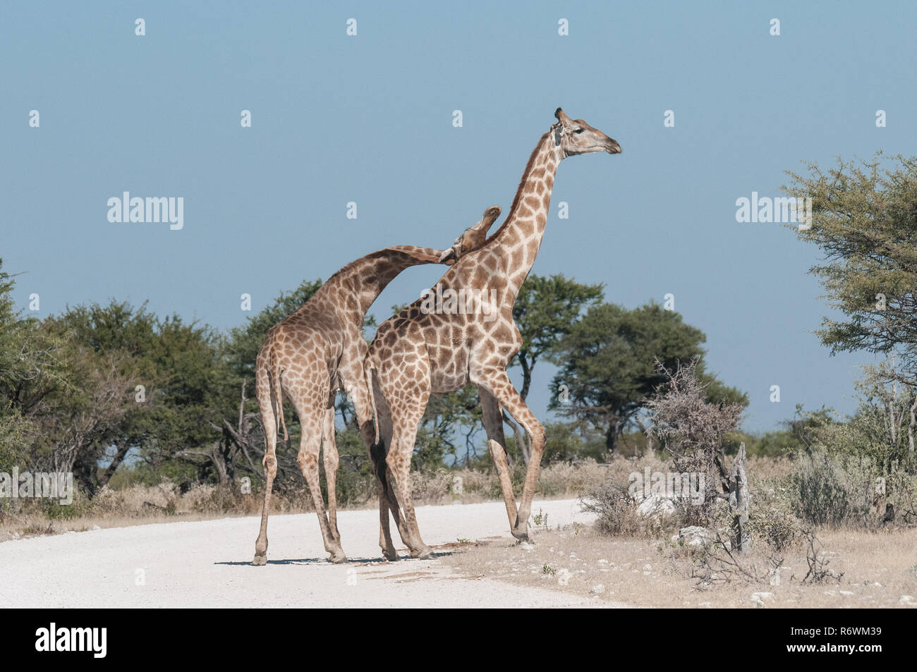 Männliche und weibliche Giraffe vor der Paarung Stockfoto