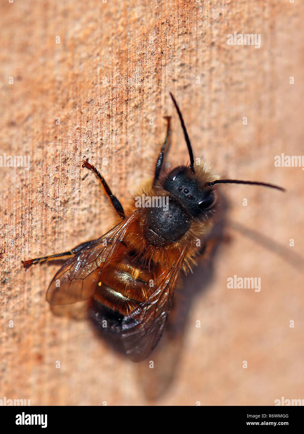 Mason gehörnten Biene osmia Cornuta Stockfoto