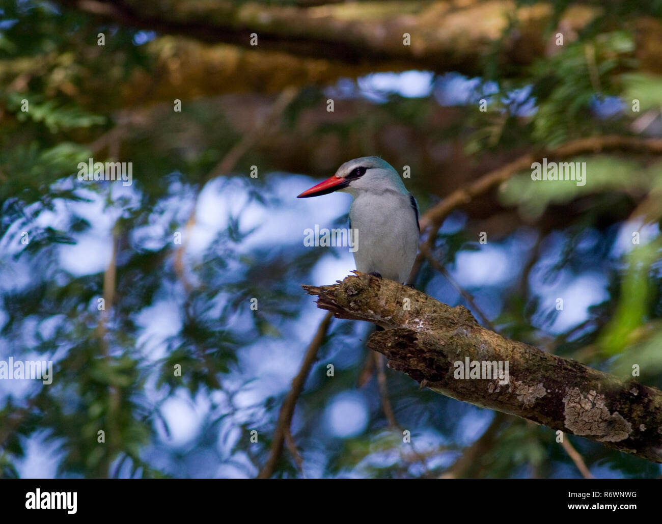 Eine häufige und weit verbreitete Inter-afrikanischen Migranten die markanten Ruf der Wälder Kingfisher ist in einer Vielzahl von Lebensräumen gehört Stockfoto