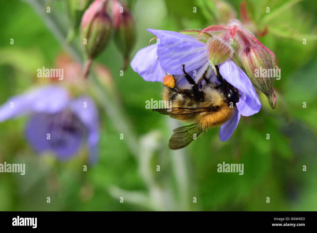 Makroaufnahme einer Biene polliating ein Geranium flower Stockfoto