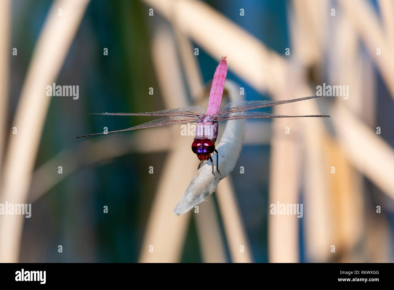 Schöne und helle lila Roseate Skimmer (Orthemis ferruginea) auf getrocknete Holz in tropischen Punta De Mita, Nayarit, Mexiko gehockt Stockfoto