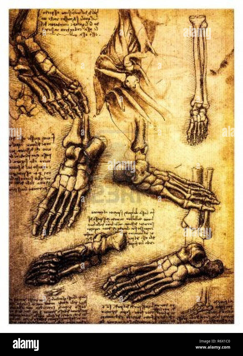 Vintage Leonardo Da Vinci Artwork Stockfoto Vintage Leonardo Da Vinci Artwork Stockfoto