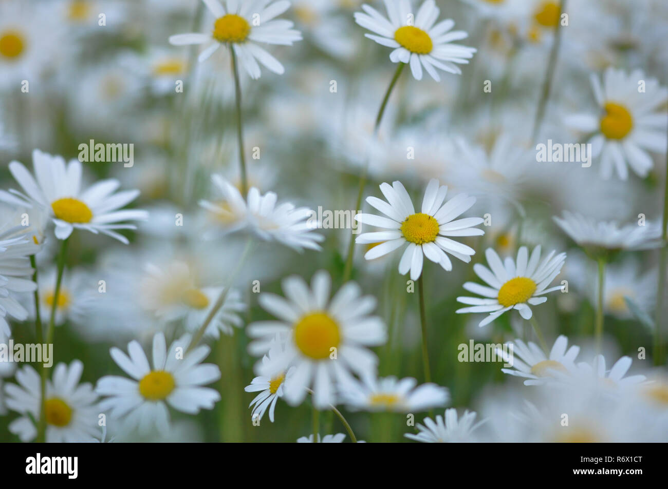 Ox-eye Gänseblümchen im Sommer Sonne Stockfoto