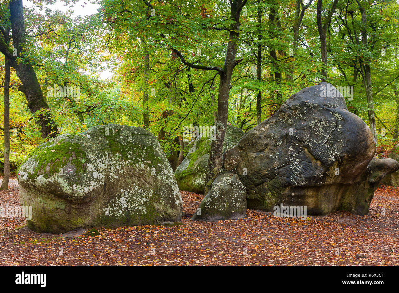 Wald von Fontainebleau, Seine-et-Marne, Ile-de-France, Frankreich Stockfoto