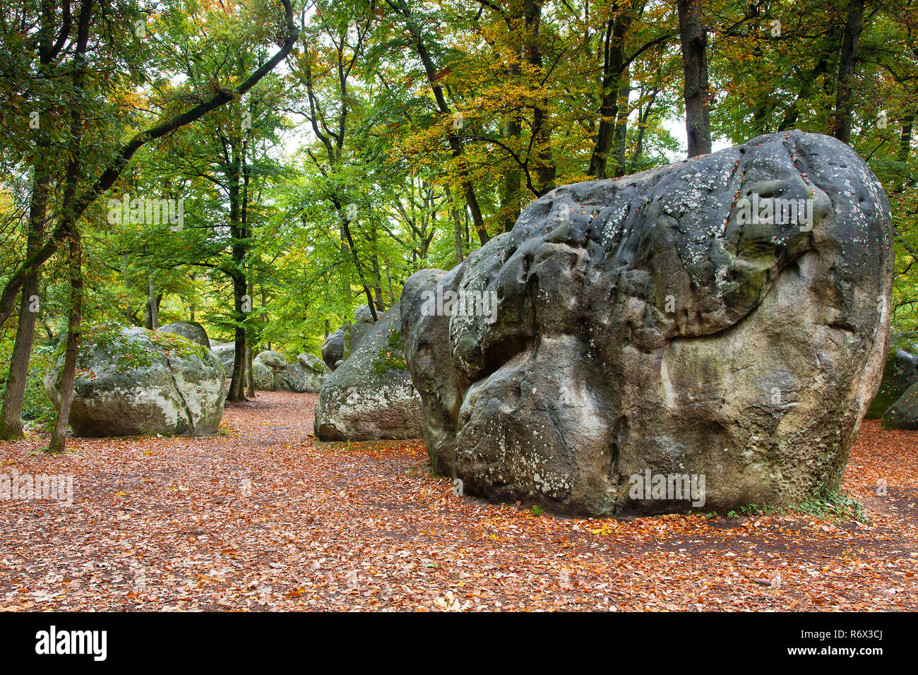 Wald von Fontainebleau, Seine-et-Marne, Ile-de-France, Frankreich Stockfoto
