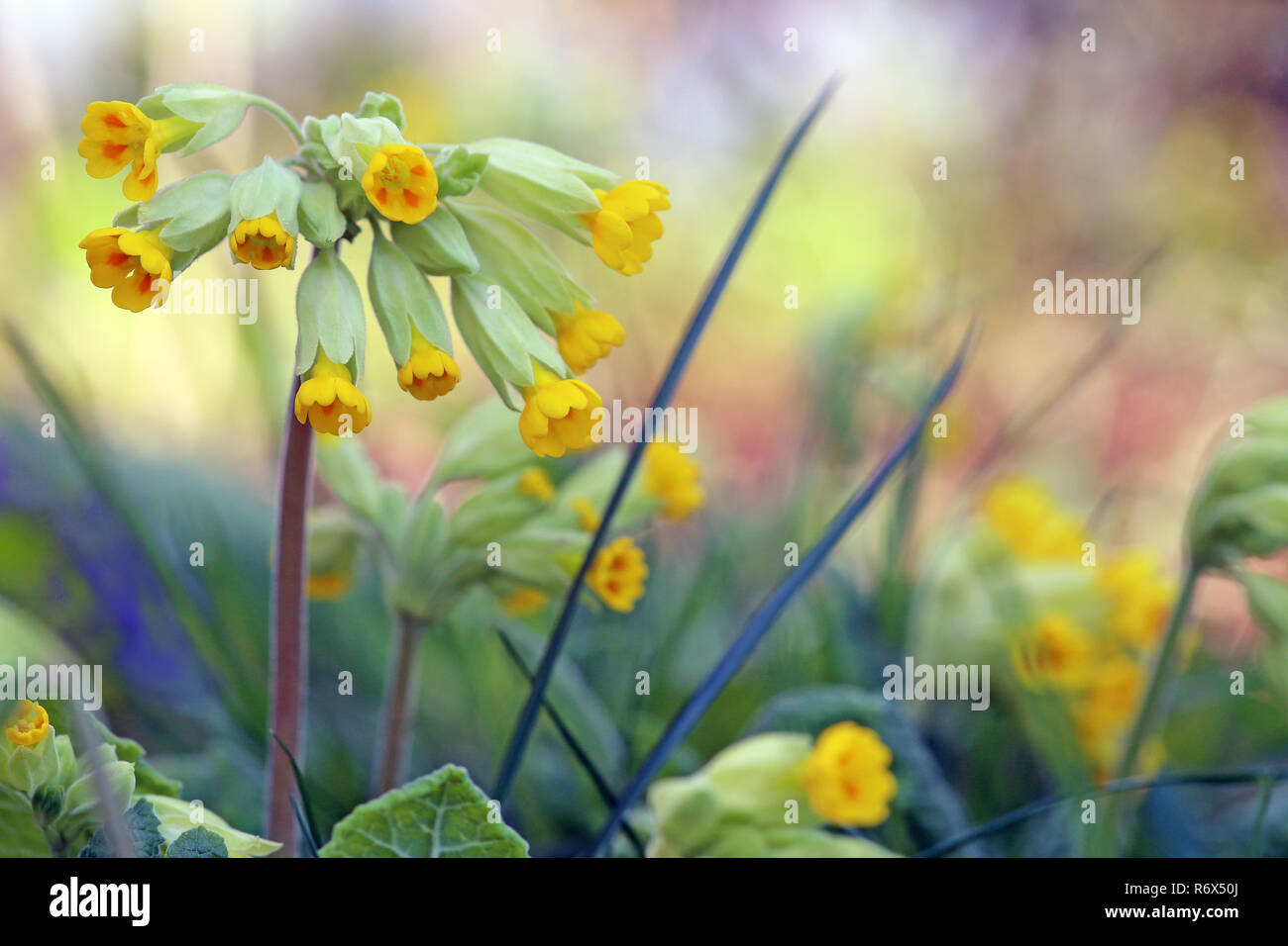 Echte schlüsselblume oder Wiese primula Primula Veris in Nahaufnahme Stockfoto