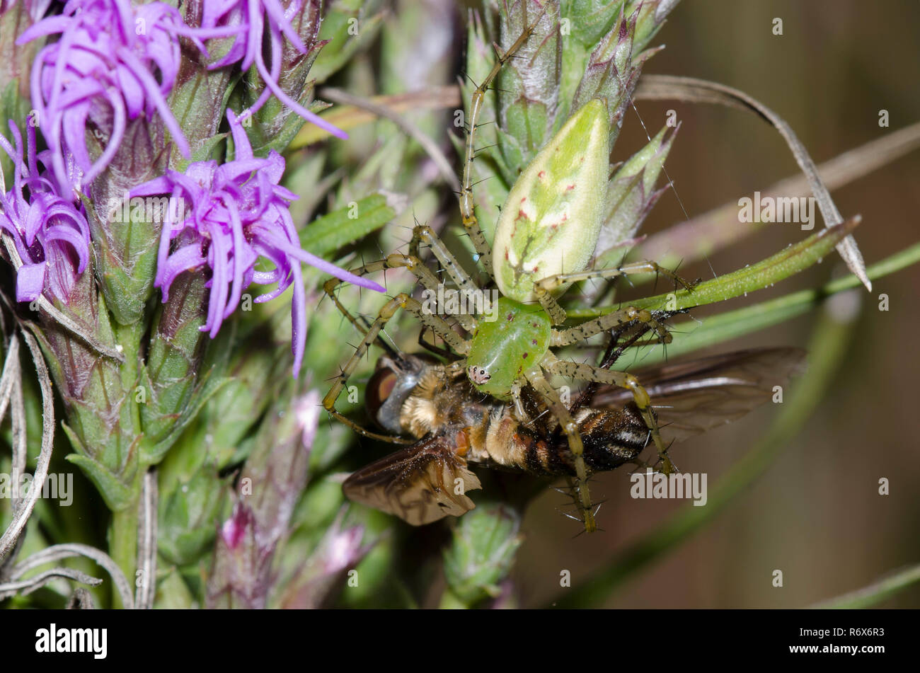 Green Lynx Spider, Peucetia viridans, weiblichen Fütterung auf erfasst Biene fliege, Familie Bombyliidae, Blazing Star, Liatris sp. Stockfoto